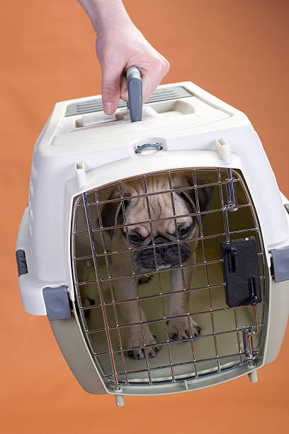 Pug  dog in a travel crate stock photo