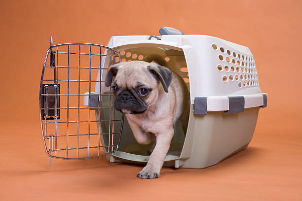Pug dog leaving a plastic crate stock photo