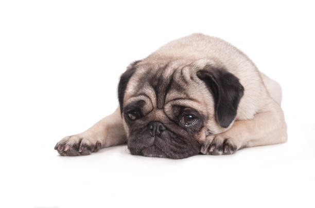 pug dog lying down on floor crying, isolated on white background stock photo