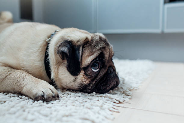 Pug dog was punished and left alone on the kitchen stock photo