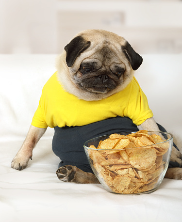 pug-dog-with-a-bowl-of-potato-chips-picture-id958469138