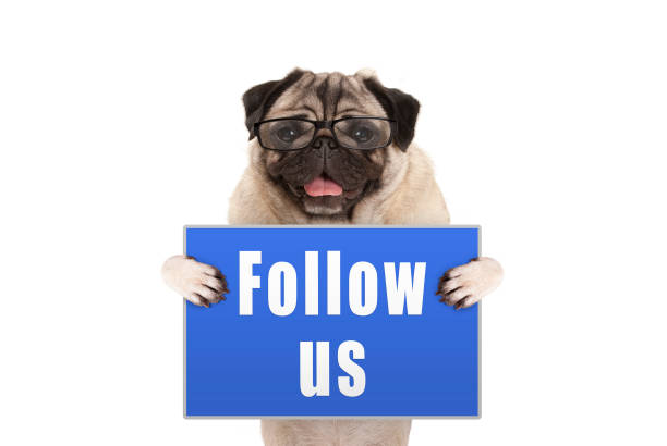 pug dog with glasses holding up blue sign with text follow us stock photo