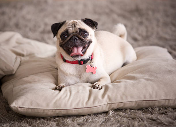Pug Cute Pug dog on pillow collar stock pictures, royalty-free photos & images