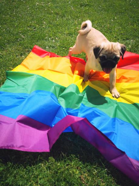 cachorro de pug y bandera arco iris, lindo, lgbti - nyc pride parade fotografías e imágenes de stock