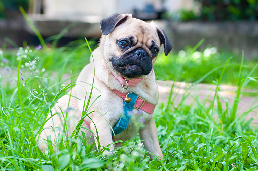 Pug puppy dog action sitting and crouching on green yard, pug wearing collar and leash, female small dog.