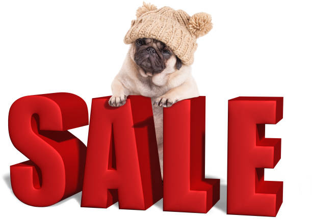 pug puppy dog hanging with paws on big red sale sign, isolated on white background stock photo