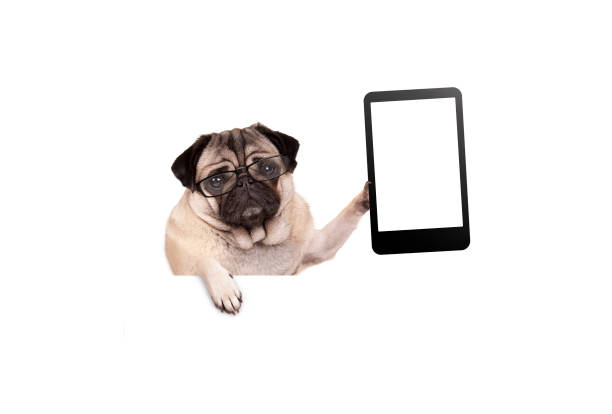 pug puppy dog with glasses holding up blank tablet or mobile phone stock photo