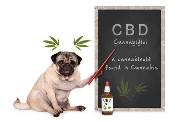 pug puppy dog with hemp leaves diadem pointing at blackboard with text CBD and dropper bottle with oi stock photo