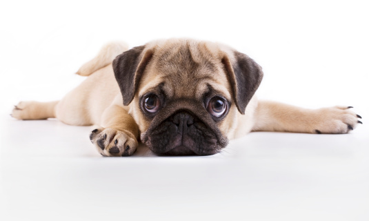Pug puppy lying on a white background