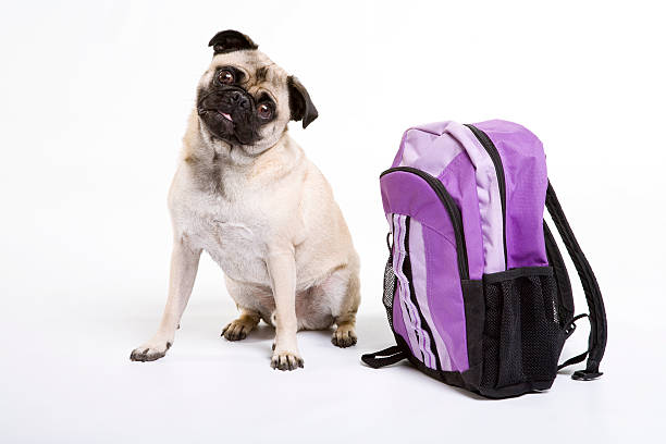 Pug sitting with backpack stock photo