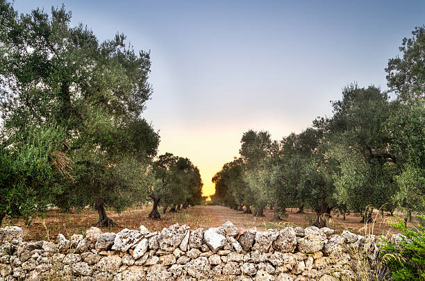 Puglia, Italy, Olive trees Puglia, Italy, Olive trees puglia stock pictures, royalty-free photos & images