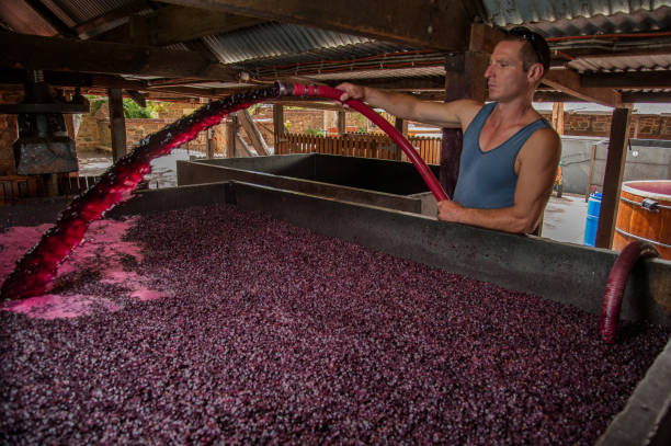 Pumping over red wine grapes in a Barossa Valley, Australia winery stock photo