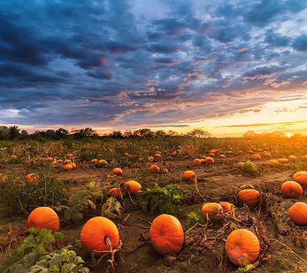 Big pumpkin field in autumn time on sunset time