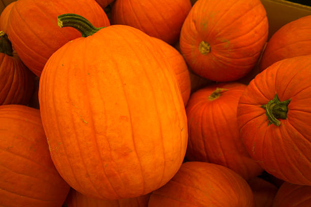 pumpkin in patch stock photo