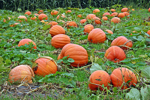 Pumpkin Patch stock photo
