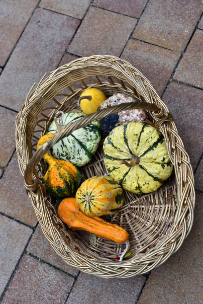 Pumpkins in a bas Pumpkins in a basket. Autumn concept knobby knees stock pictures, royalty-free photos & images