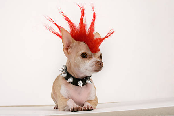punk  chihuahua dog stock pictures, royalty-free photos & images