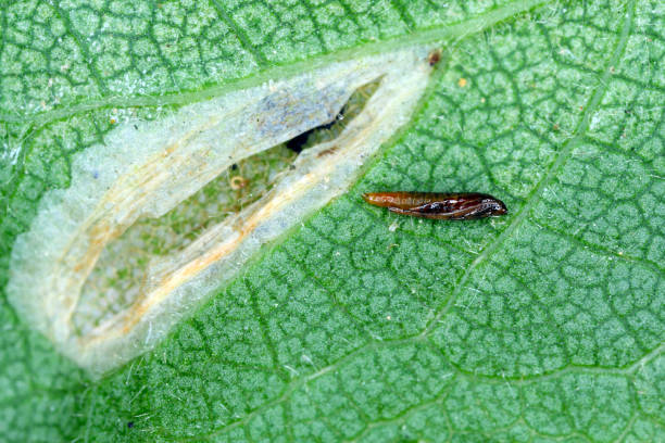 Pupa of the spotted tentiform leafminer (Phyllonorycter blancardella) in feeding place of caterpillar on apple leaf. It is a moth of the family Gracillariidae. stock photo