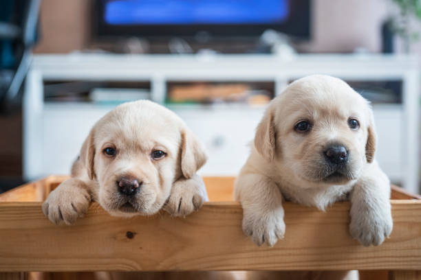 Puppies at wooden box stock photo