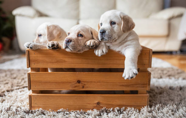 Puppies at wooden box stock photo