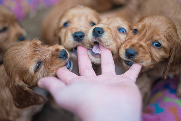POV of puppies chewing on a hand stock photo