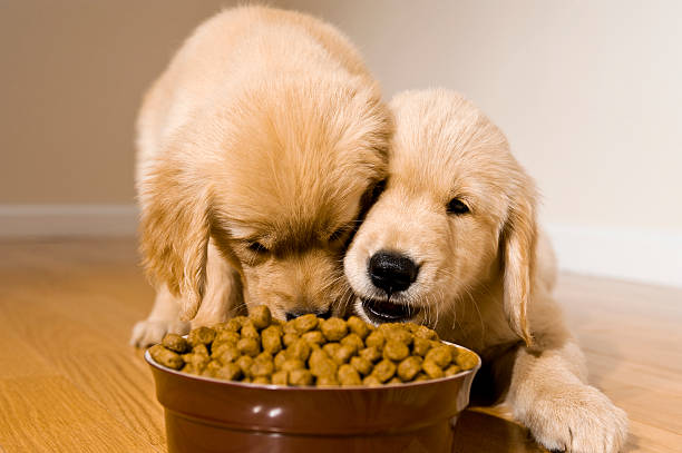 Puppies eating kibble from a bowl together Two 8 week old Golden Retriever puppies eating kibble from a bowl while laying on a hardwood floor. dog food stock pictures, royalty-free photos & images