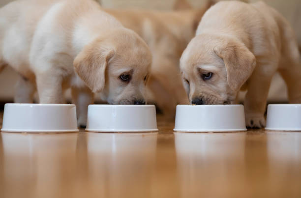 Puppies eating together stock photo