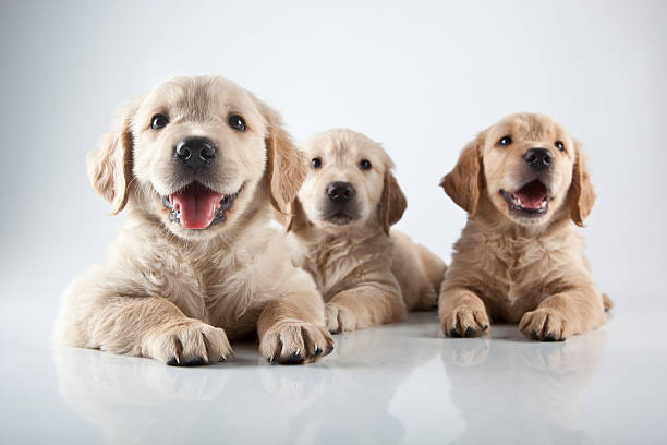 Puppies stock photo