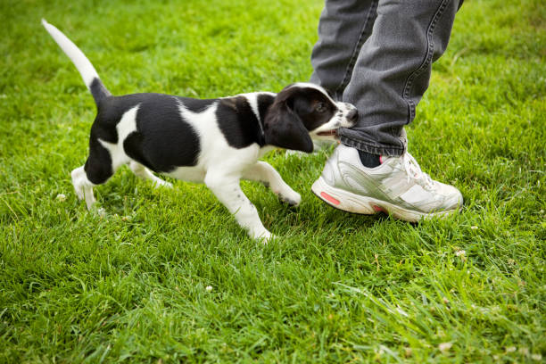 Puppy Biting Leg A young beagle mix puppy biting a woman's pant leg. chewing stock pictures, royalty-free photos & images