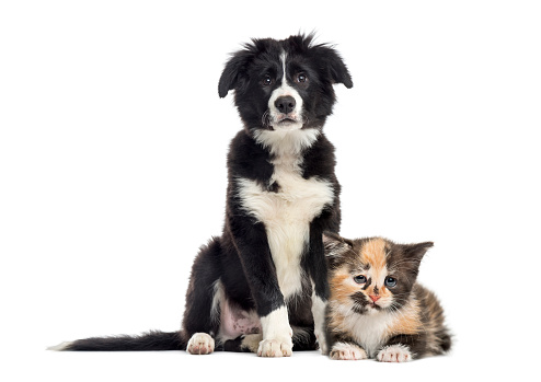 Puppy Border Collie And European Shorthair Kitten In Front Of