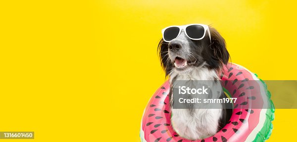 istock puppy border collie dog summer inside of a watermelon  inflatable wearing sunglasses looking away. Isolated on yellow background. 1316601450