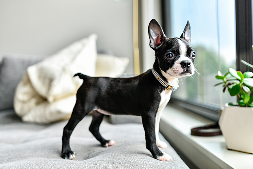 Puppy Boston Terrier With Big Ears Looking Out Window