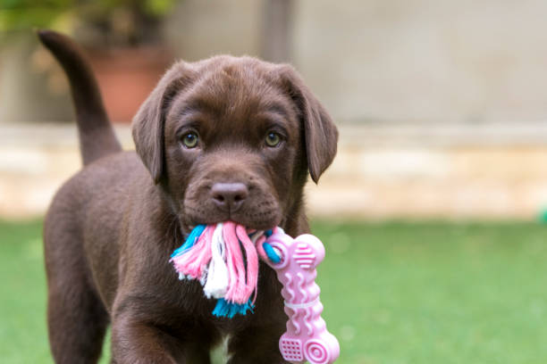 A Puppy chocolate brown Labrador A puppy chocolate brown labrador retriever with his favourite toy. puppy stock pictures, royalty-free photos & images