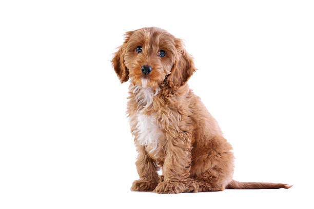 Puppy Cockapoo isolated on white Photo of an 11 week old male red and white Cockapoo puppy, who is a F1 cross breed between a cocker spaniel and a poodle,sitting looking towards camera and isolated on a white background. cockapoo stock pictures, royalty-free photos & images