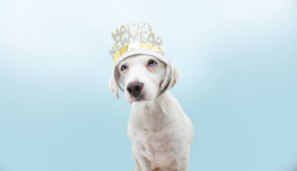 Puppy dog celebrating new year with a diadem disguise. Isolated on blue background. Puppy dog celebrating new year with a diadem disguise. Isolated on blue background. happy new year dog stock pictures, royalty-free photos & images