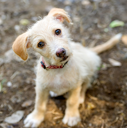 A Curious Puppy Dog With Big Eyes Is Looking Up In A Vertical Image Format