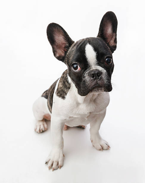 Puppy dog Sweet innocent puppy dog looking at camera on white background boxer puppy stock pictures, royalty-free photos & images