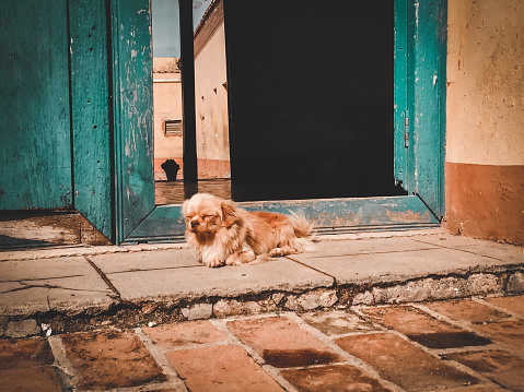 Dog in front of a door in Cuba by film camera