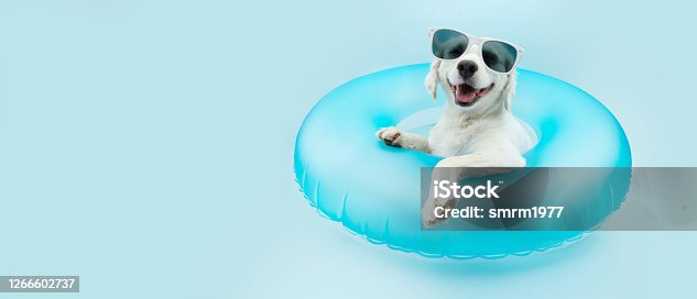 istock puppy dog summer inside of a blue inflatable wearing sunglasses. Isolated on blue background. 1266602737