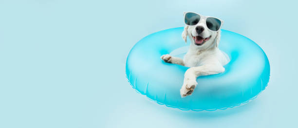 puppy dog summer inside of a blue inflatable wearing sunglasses. Isolated on blue background. puppy dog summer inside of a blue inflatable wearing sunglasses. Isolated on blue background. canine animal photos stock pictures, royalty-free photos & images