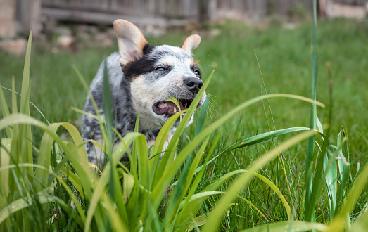 Dog in motion. Little black and white puppy dog chewing on high grass while looking at camera. Blue heeler puppy or Australian cattle dog. Selective focus.