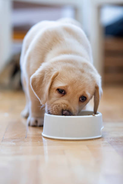 Puppy eating stock photo