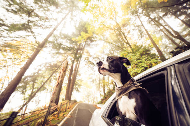 puppy enjoying drive in the woods stock photo