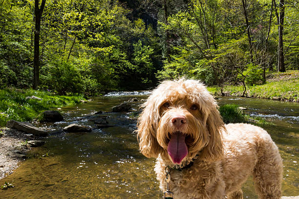 Puppy Enjoys Hike Among a Green Forest and Active Creek Puppy enjoys a hike among a green forest and active creek. cockapoo stock pictures, royalty-free photos & images