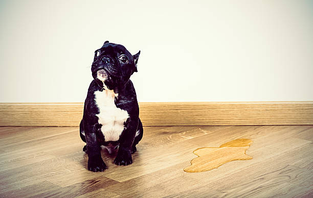 Puppy Frence Bulldog made a pee on parquet floor stock photo