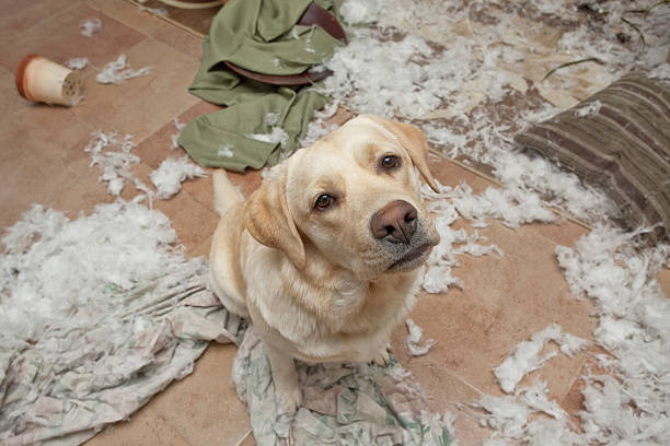 Puppy getting in trouble A yellow lab puppy has destroyed a living room. destruction stock pictures, royalty-free photos & images