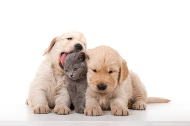 Puppy Golden Retriever Dogs and gray kitten on white stock photo