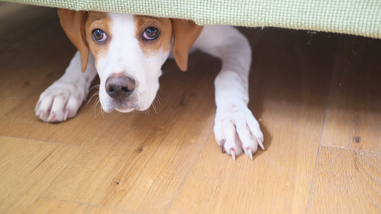 A scared 12 week old English Pointer Puppy hides under the sofa