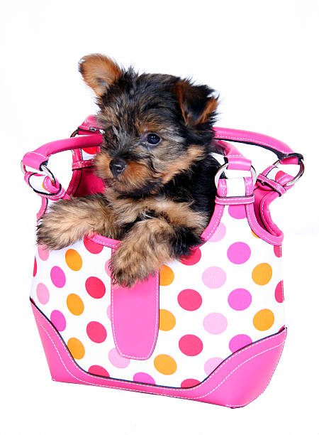 Yorkshire TERRIER PUPPY Immagine riutilizzabile Shopping Bag 38 x 42 cm Amante dei Cani 