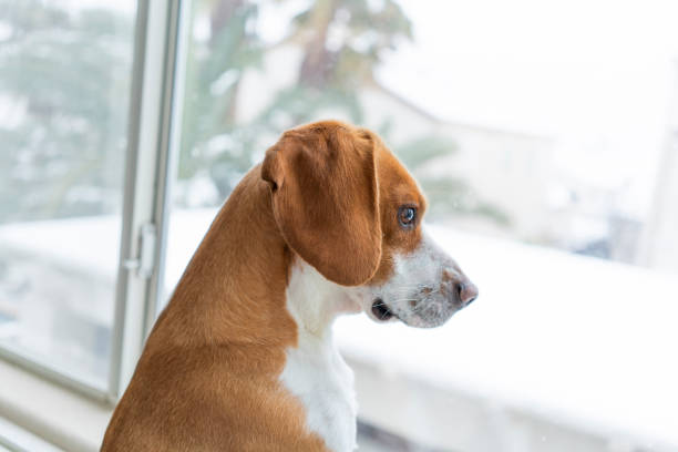 Puppy is watching snow stock photo